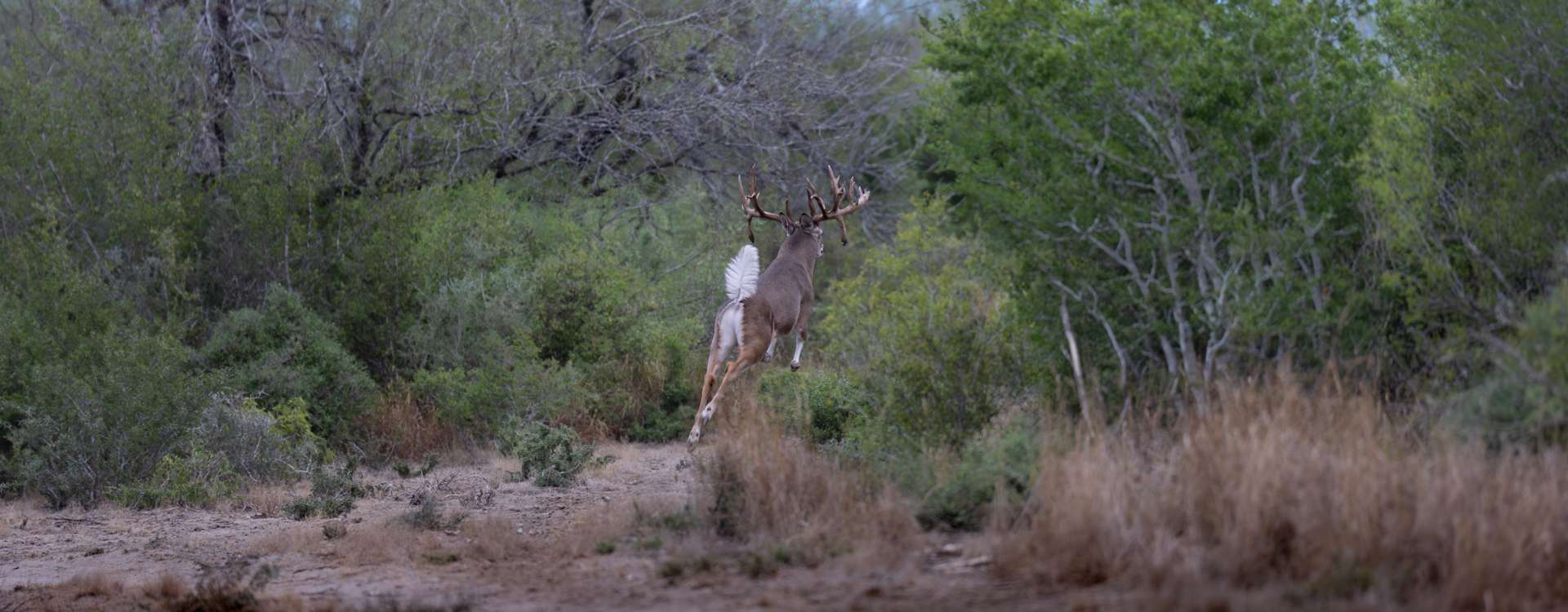 Whitetail website3.jpg